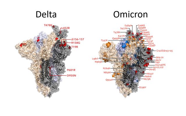 These 3-D renderings of coronavirus spike proteins show the list of mutations in the delta versus omicron variants.